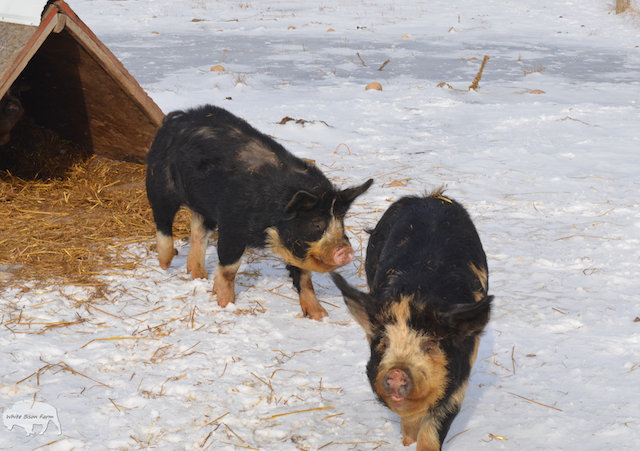 pigs-on-pasture